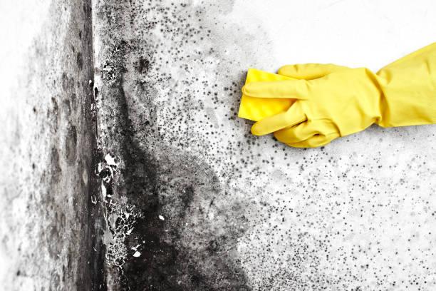 Best Attic Mold Removal  in Oxford, MS