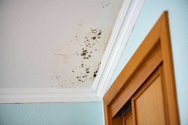 Oxford, MS Mold Removal Company