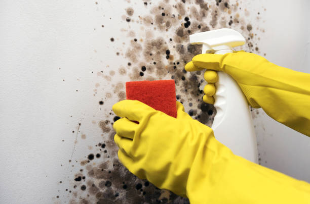 Best Commercial Mold Removal  in Oxford, MS