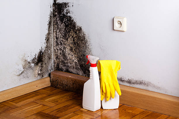 Certified Mold Removal in Oxford, MS