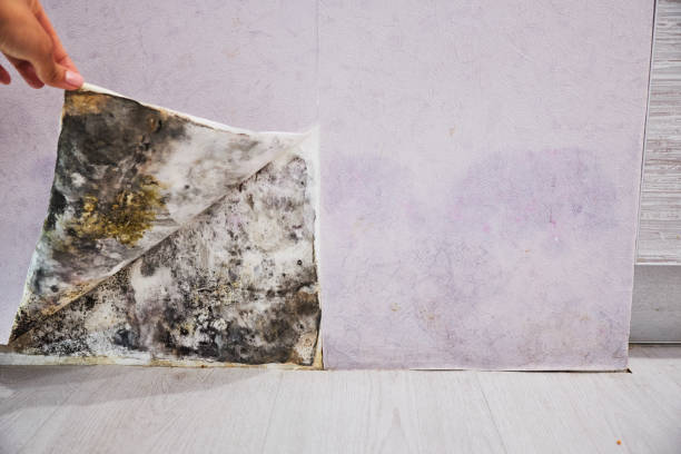 Best Affordable Mold Removal  in Oxford, MS